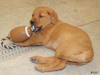 Goldador dogs Harper - Ad 5