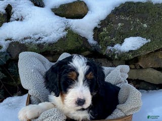 Bernedoodle dogs Charlie - Ad 27