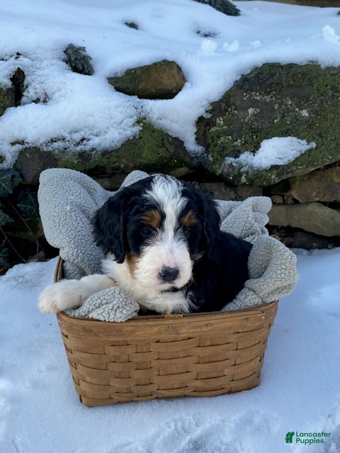 Bernedoodle dogs for sale: Charlie  - Ad 2
