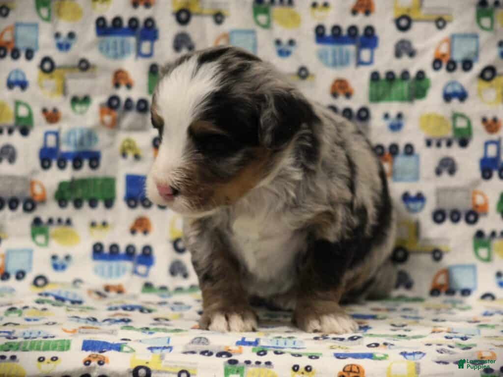 Mini Bernedoodle dogs Samson - Ad 29