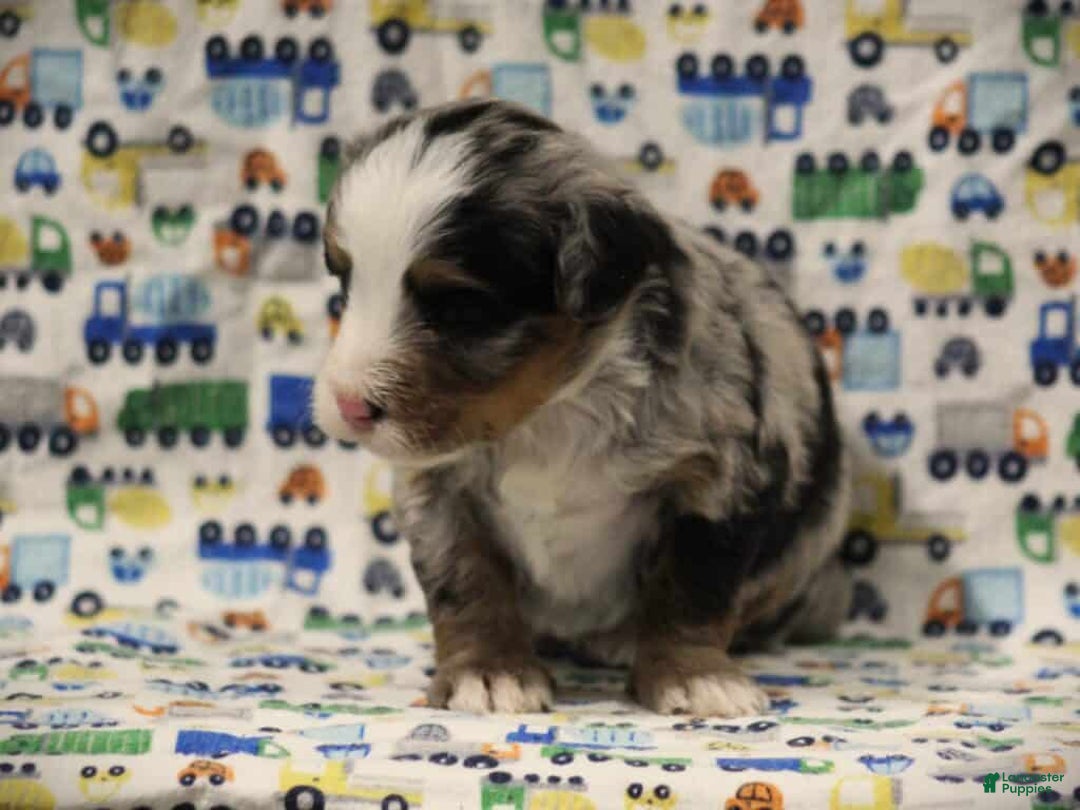 Mini Bernedoodle dogs for sale: Samson - Ad 1