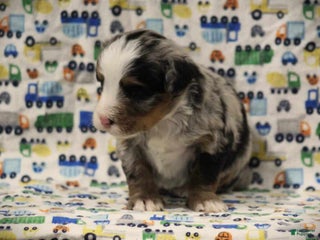 Mini Bernedoodle dogs Samson - Ad 12