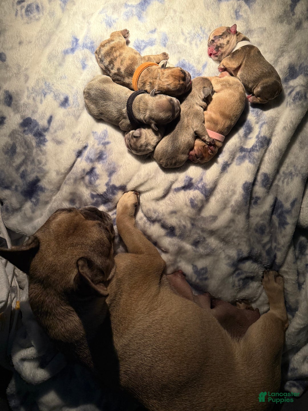 French Bulldog dogs for sale: Star - Ad 7