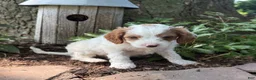 Cavapoo dogs for sale: Casper  - Ad 9
