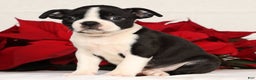 Boston Terrier dogs for sale: Jody - Ad 5