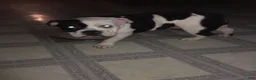 American Bully dogs for stud: American bully  - Ad 5