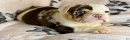 English Bulldog dogs for sale: Versace - Ad 70