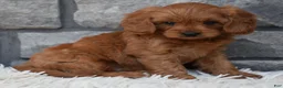 Cavapoo dogs for sale: Hank - Ad 3