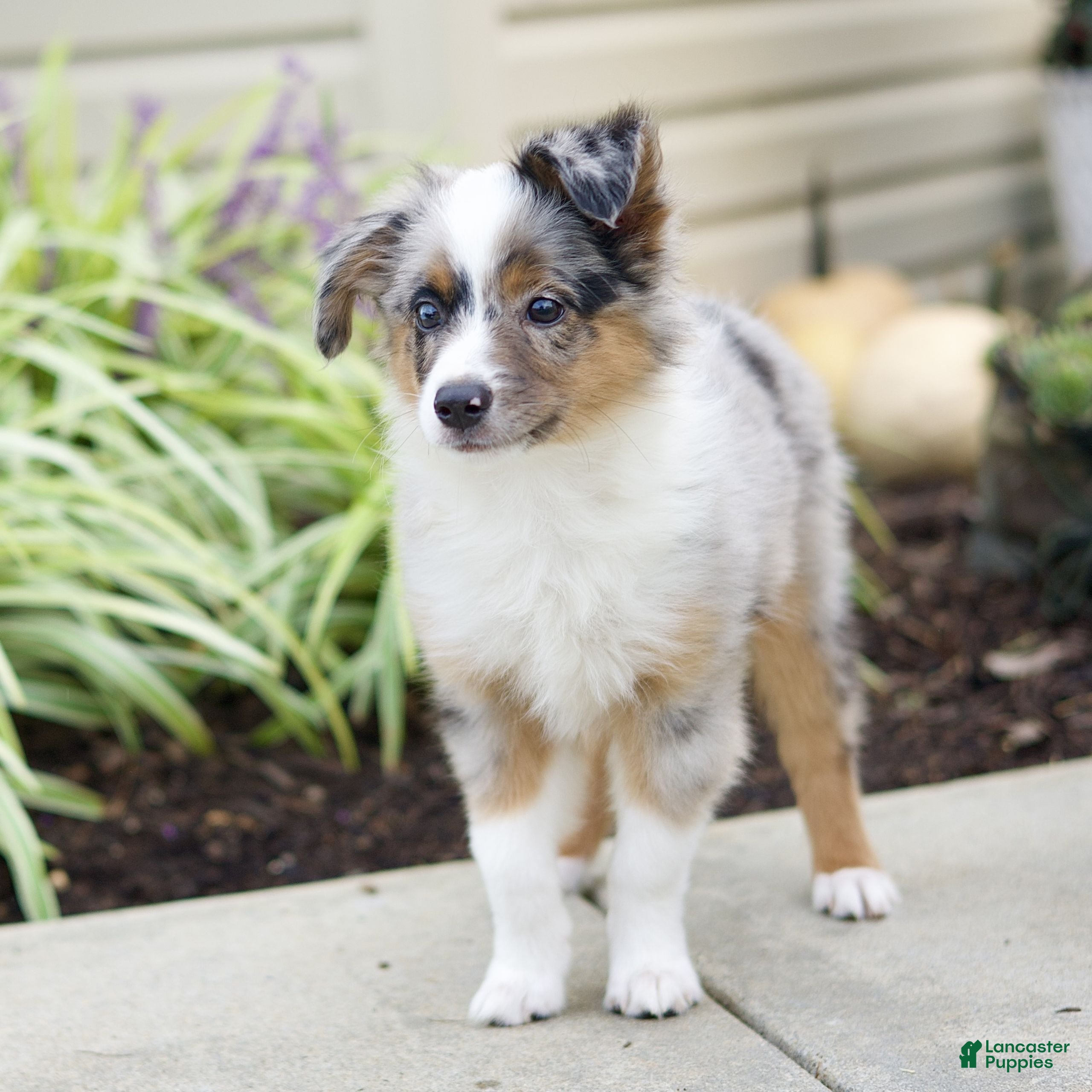 Miniature Australian Shepherd dogs Tristen  - Ad 1