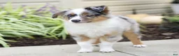 Miniature Australian Shepherd dogs for sale: Tristen  - Ad 1