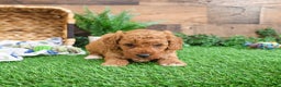 Mini Goldendoodle dogs for sale: Tortellini - Ad 3
