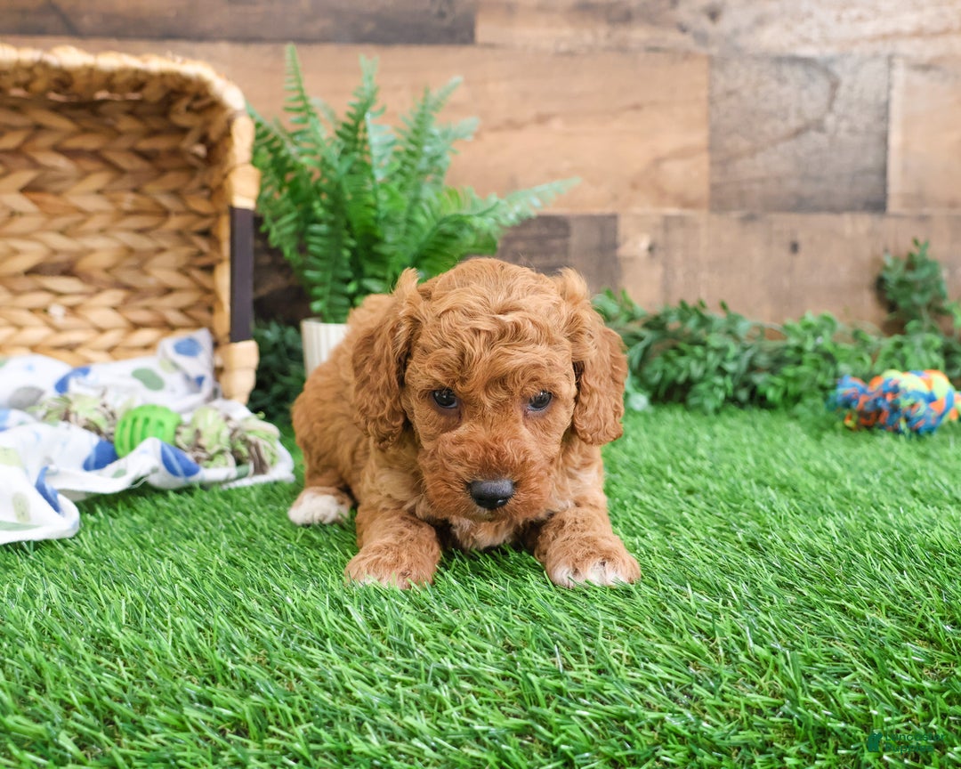 Mini Goldendoodle dogs for sale: Tortellini - Ad 3