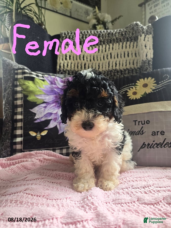 Miniature Poodle dogs Tina - Ad 1
