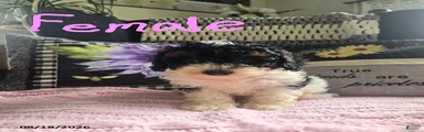 Tina