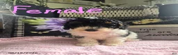 Miniature Poodle dogs for sale: Tina - Ad 1