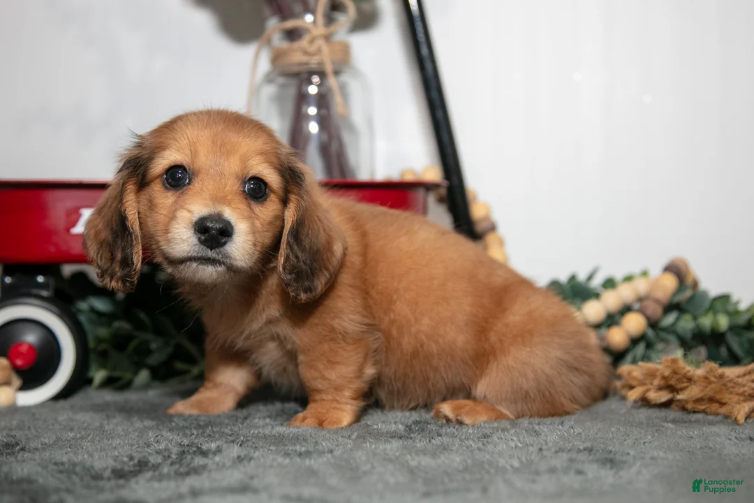 Miniature Dachshund dogs for sale: Dash - Ad 1