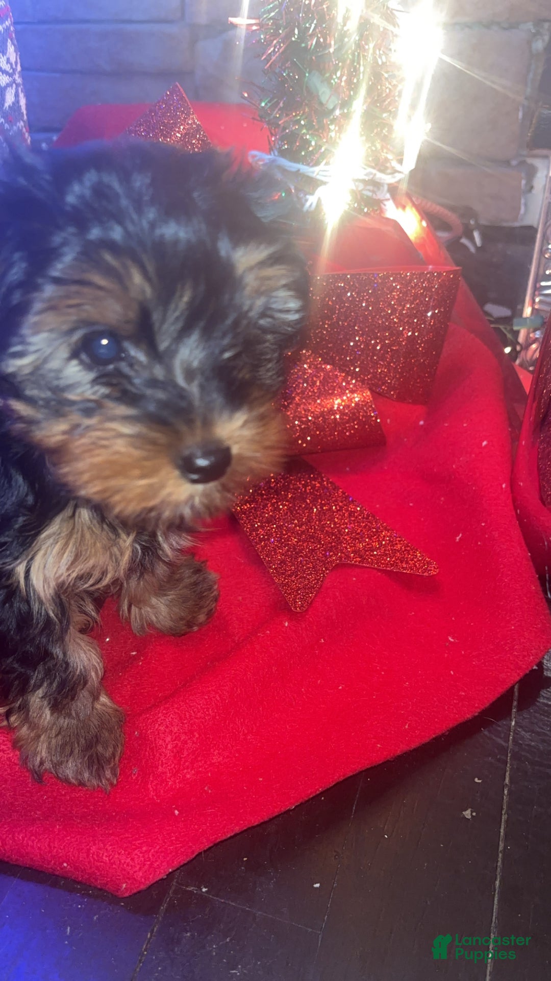 Yorkshire Terrier dogs for sale: Yorkshire Terrier juno - Ad 4
