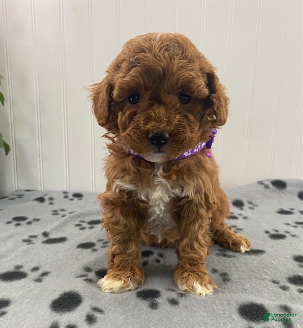 Miniature Poodle dogs Oakley - Ad 2