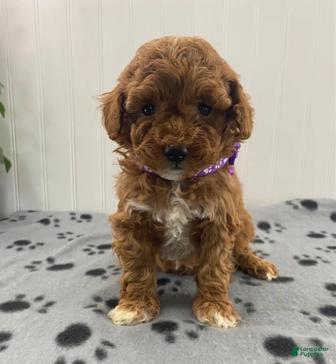 Miniature Poodle dogs for sale: Oakley - Ad 2