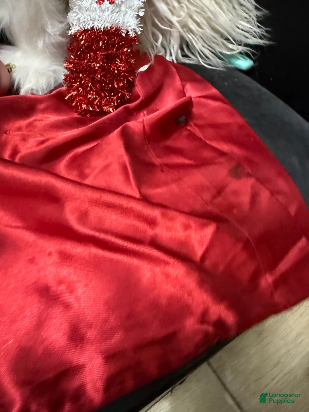 Yorkshire Terrier dogs for sale: Alfredo - Ad 14