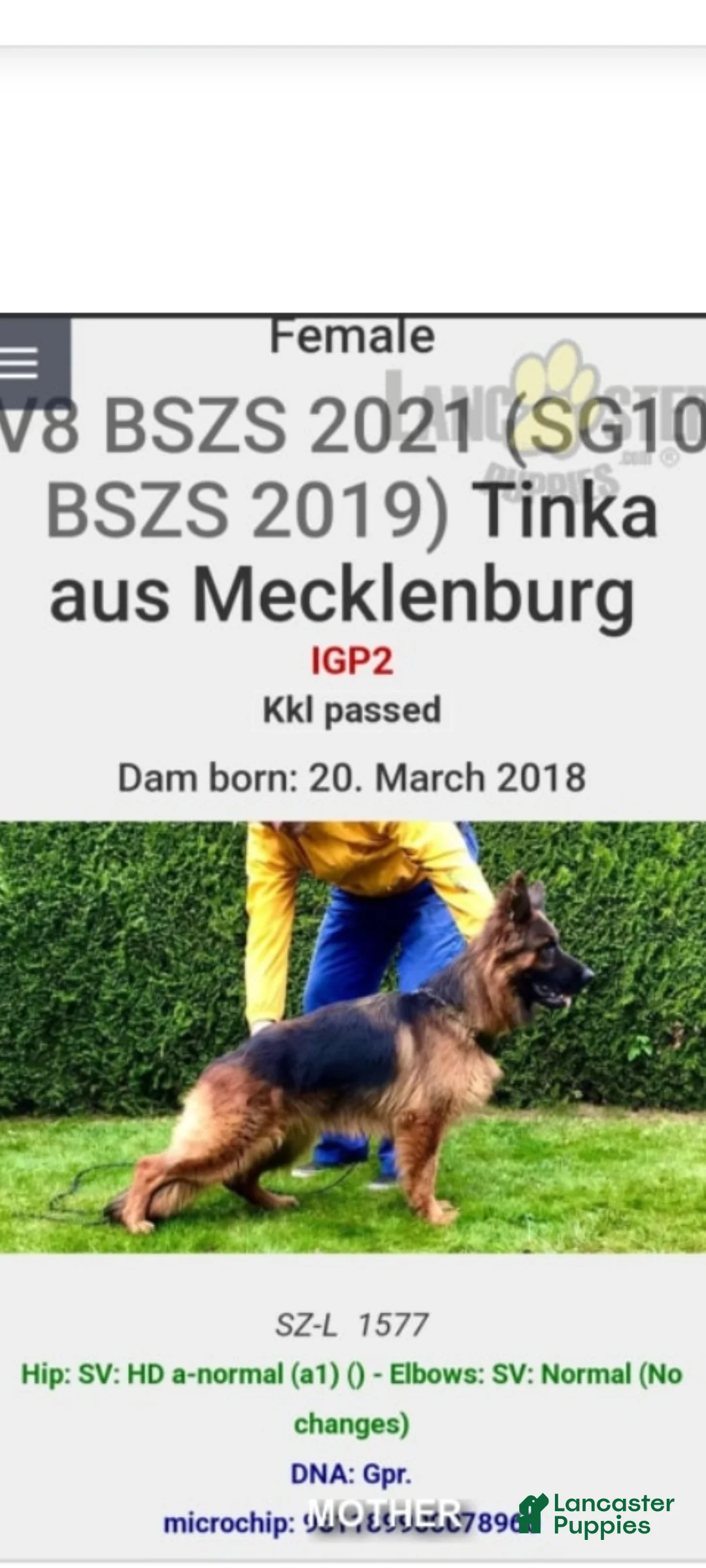 German Shepherd dogs for sale: Dasher - Ad 19