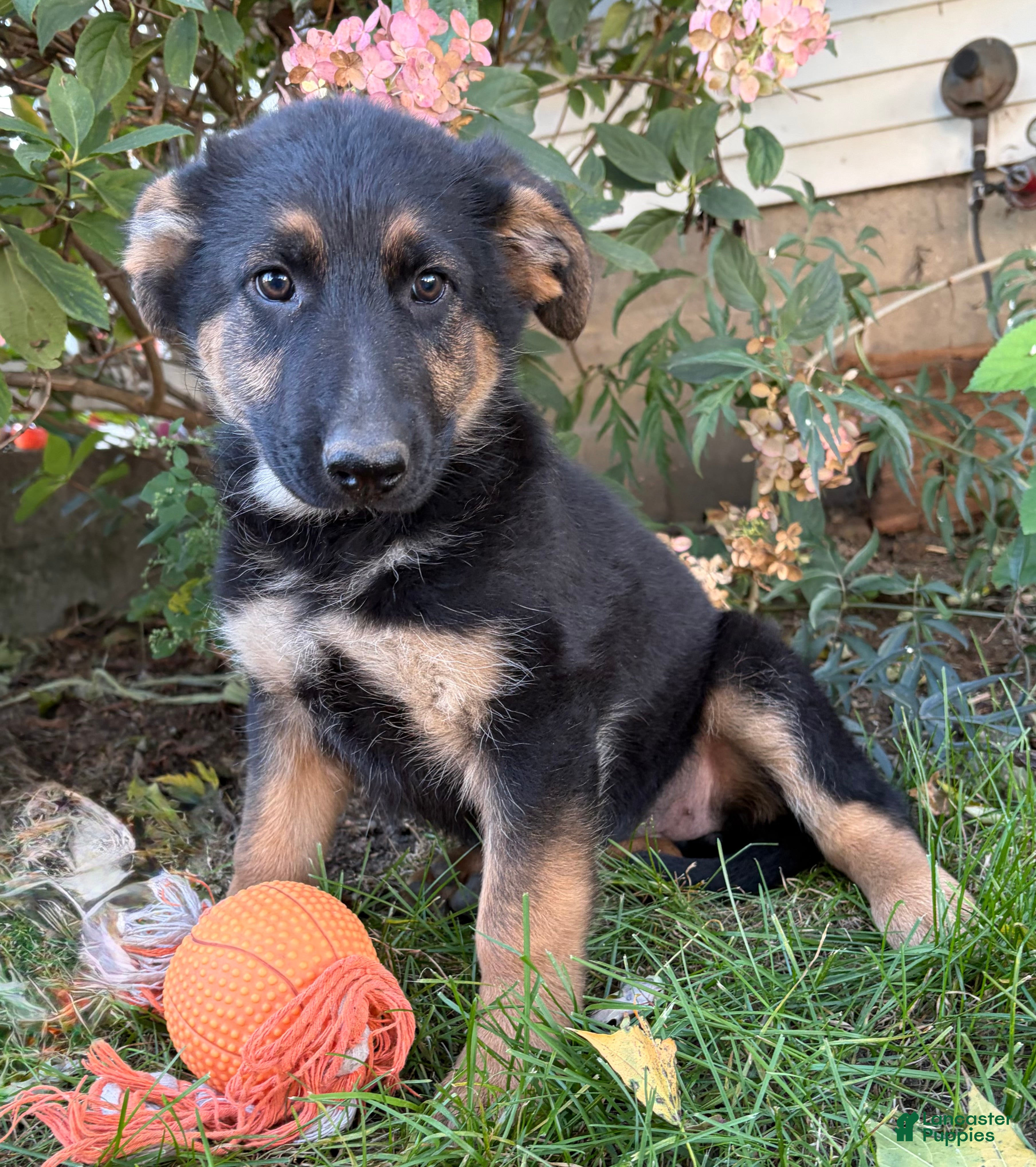 German Shepherd dogs Dakota - Ad 2