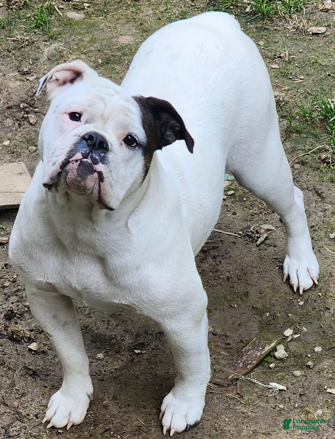 Mixed Breed dogs for sale: Zara - Ad 17