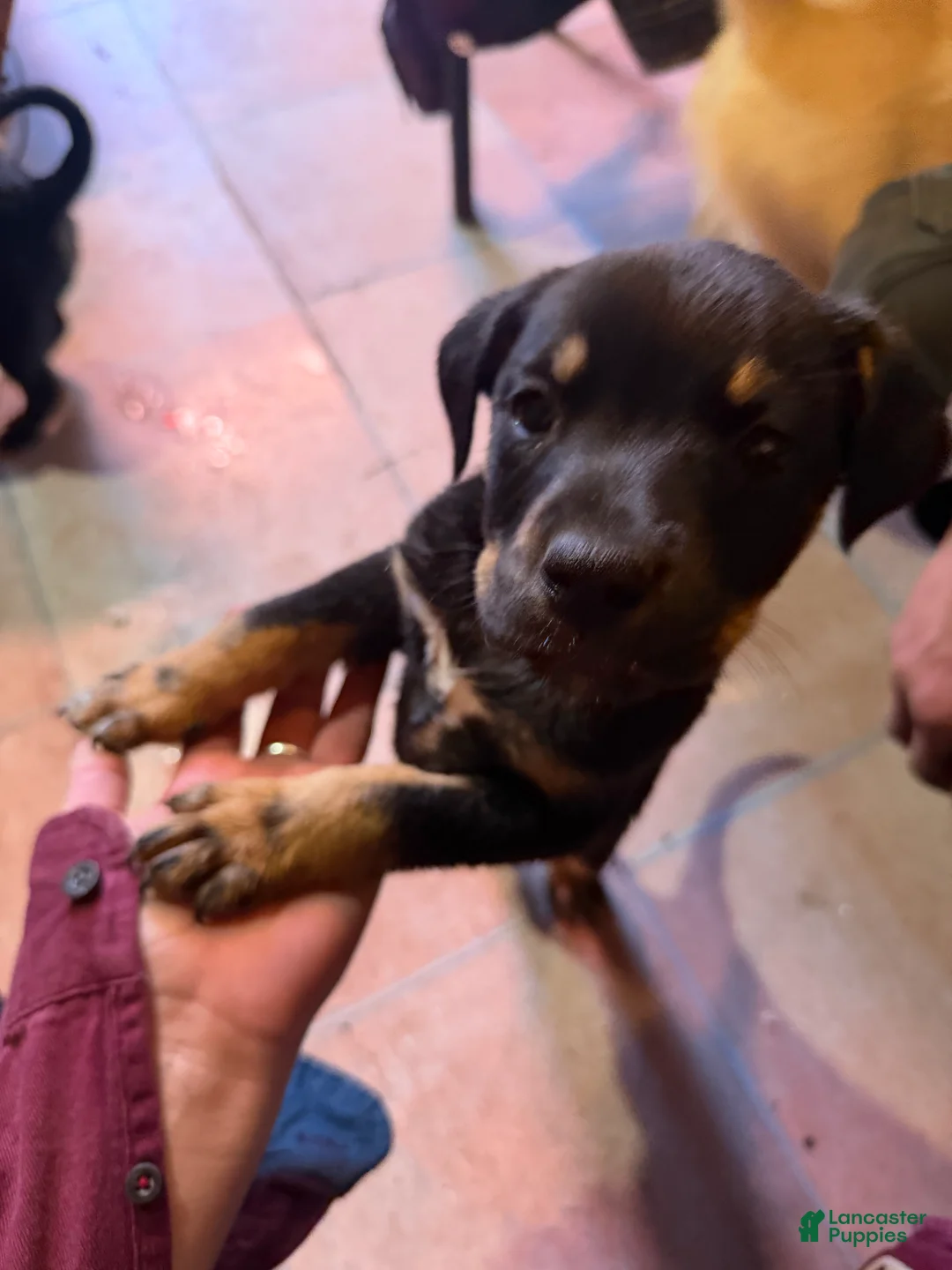 Mixed Breed dogs for sale: Baby Boy 7 - Ad 1