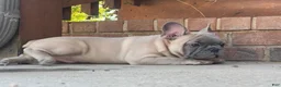 French Bulldog dogs for sale: Hank - Ad 6
