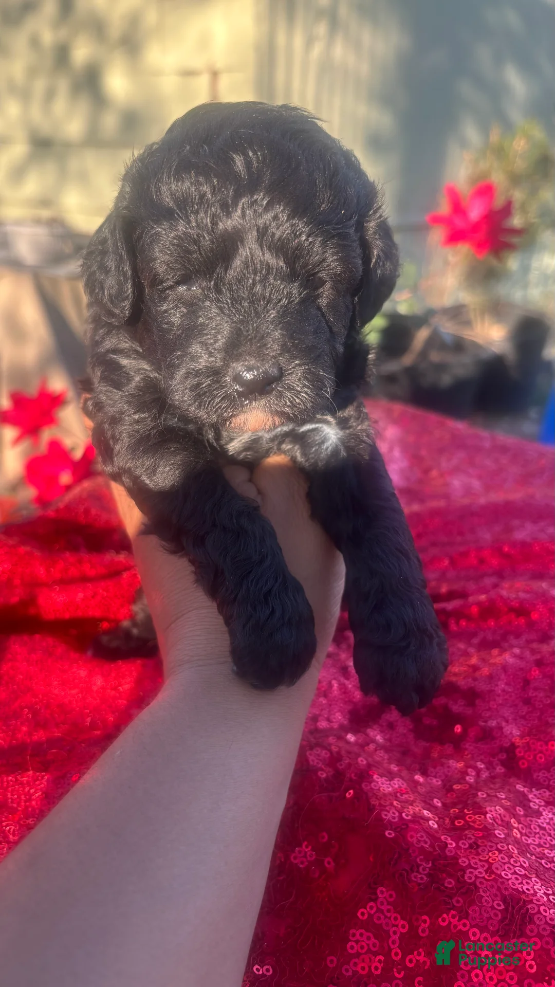 Toy Poodle dogs for sale: Toy Poodle Puppy 1 - Ad 1