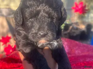 Toy Poodle dogs Toy Poodle Puppy 1 - Ad 21