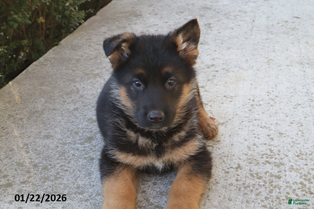German Shepherd dogs for sale: Buster - Ad 1