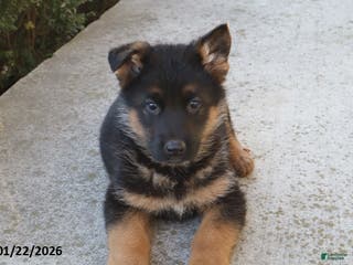 German Shepherd dogs Buster - Ad 15