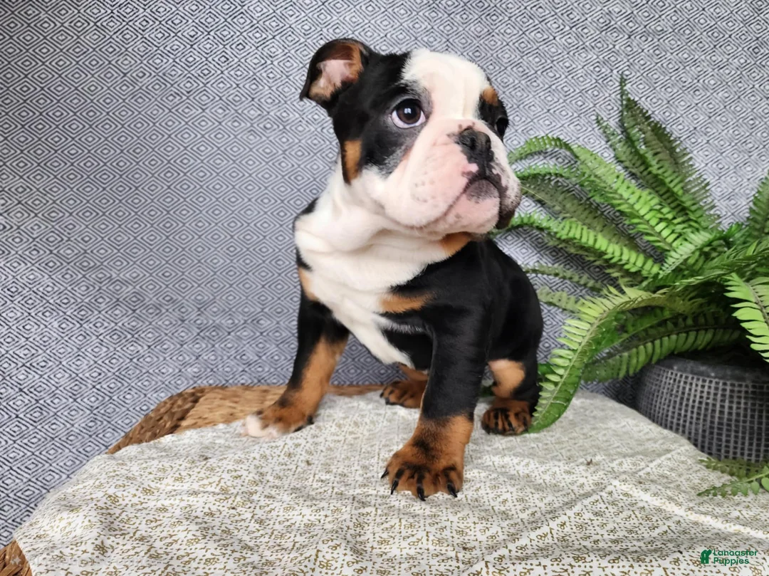 English Bulldog dogs for sale: Easton - Ad 3
