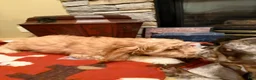 Cockapoo dogs for sale: Gino - Ad 7