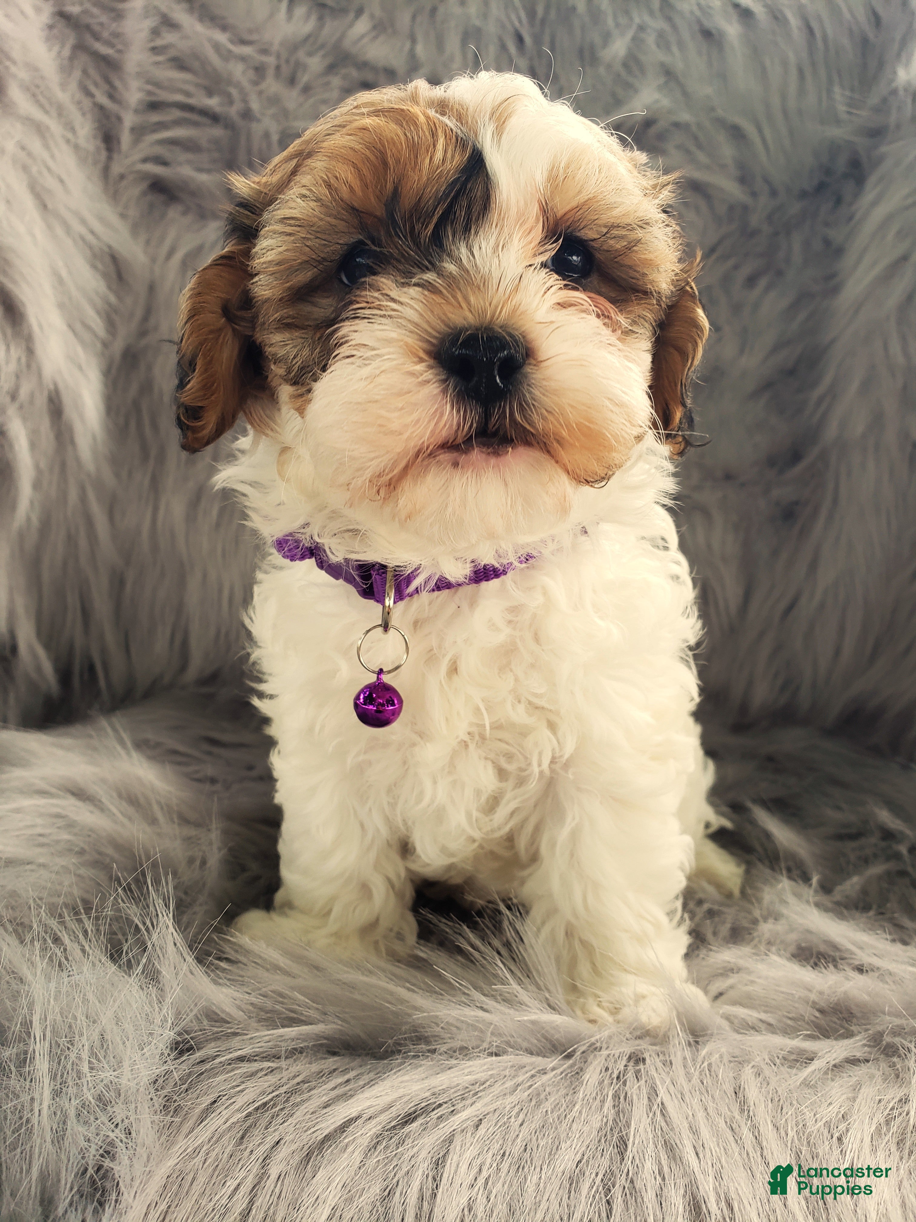 Boston Terrier Shih Tzu Mix Puppies For Sale Shih Tzu Pomeranian