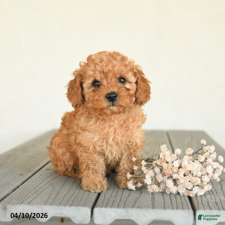 Toy Poodle dogs Cinnamon - Ad 1