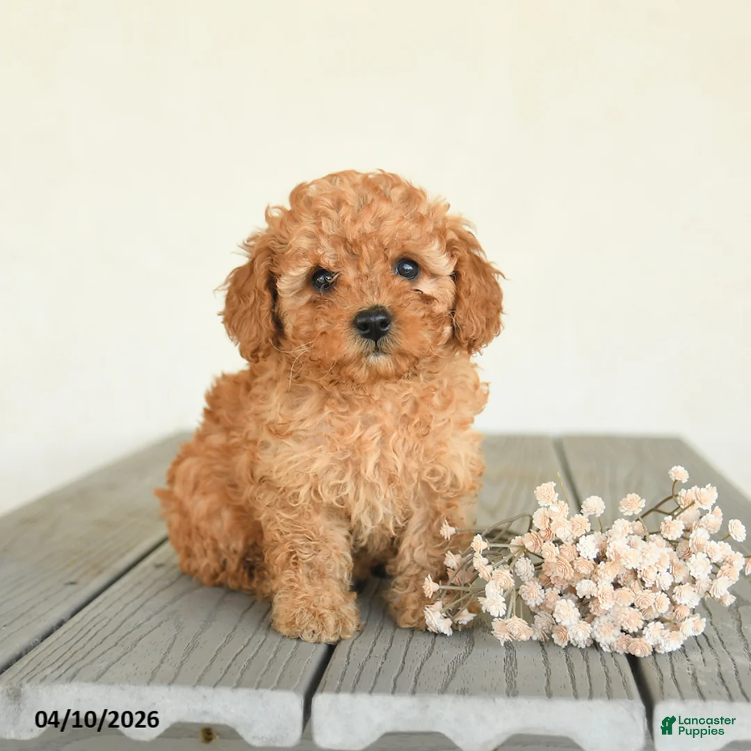 Toy Poodle dogs for sale: Cinnamon - Ad 1