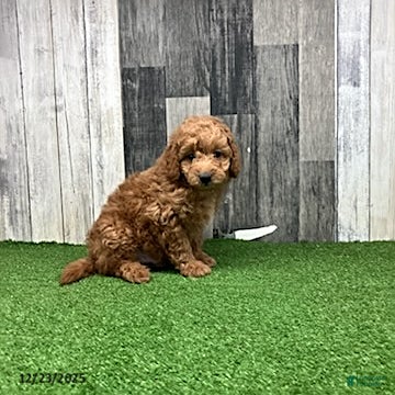 Mini Goldendoodle dogs Kennith - Ad 23