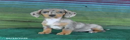 Miniature Dachshund dogs for sale: Rain - Ad 3