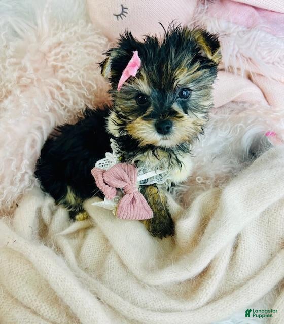 Morkie dogs Morkie Puppy 1 - Ad 15
