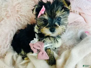 Morkie dogs Morkie Puppy 1 - Ad 5