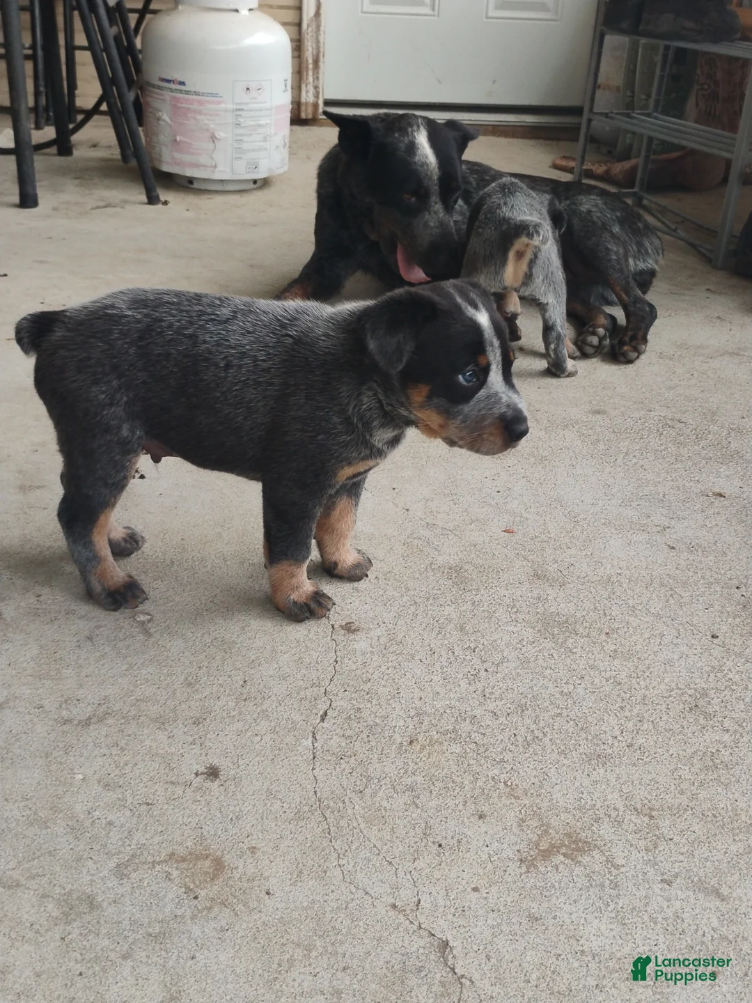 Australian Cattle Dog dogs for sale: Australian Cattle Dog Puppy 3 - Ad 2