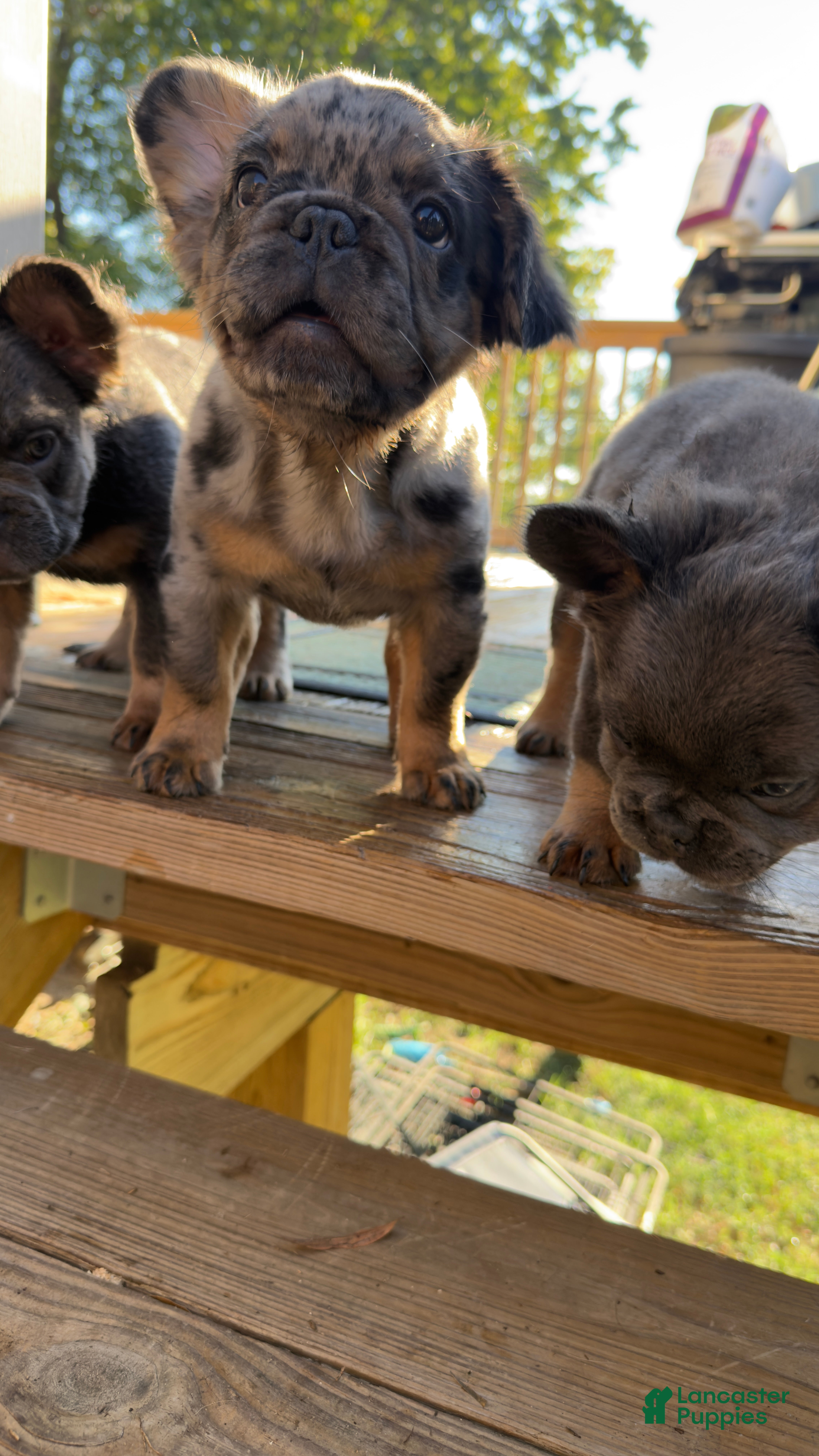 French Bulldog dogs Bambam  - Ad 1