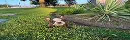 American Bully dogs for sale: Sweet Pea - Ad 4