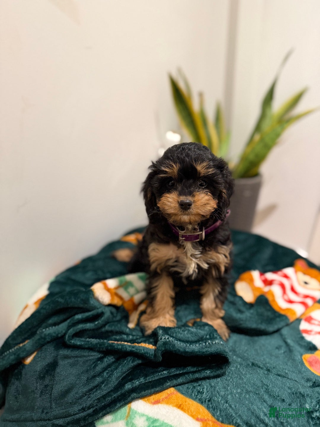 Cavapoo dogs for sale: Joy - Ad 2