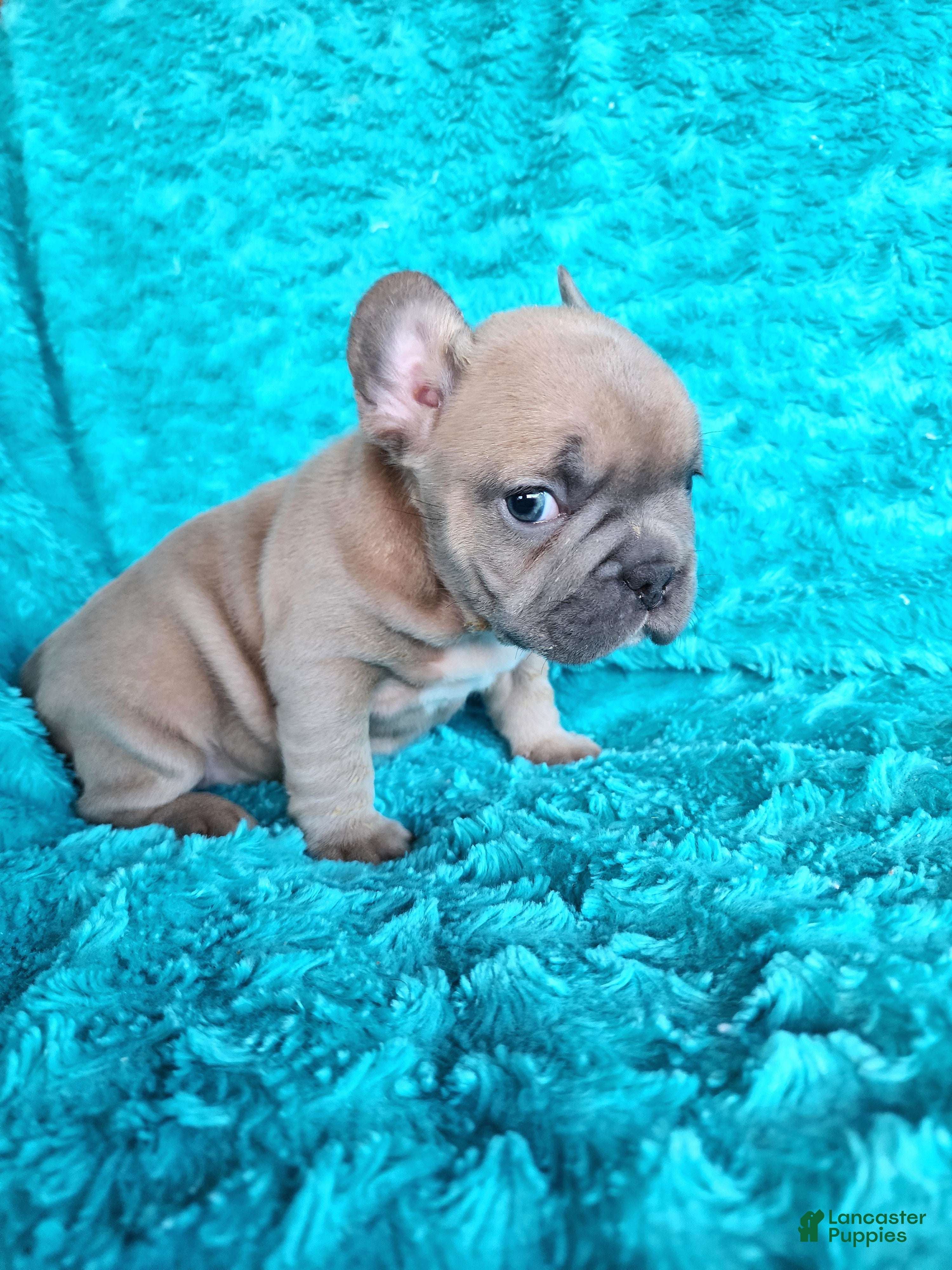 French Bulldog dogs Prince - Ad 2