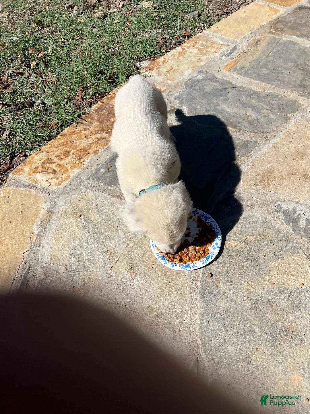 Mixed Breed dogs for sale: Mixed Breed Puppy #5 - Ad 2