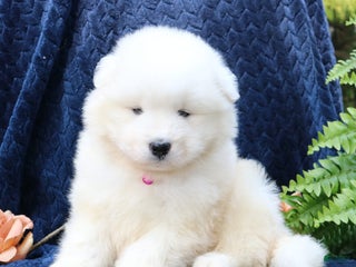 Samoyed dogs - Ad 5
