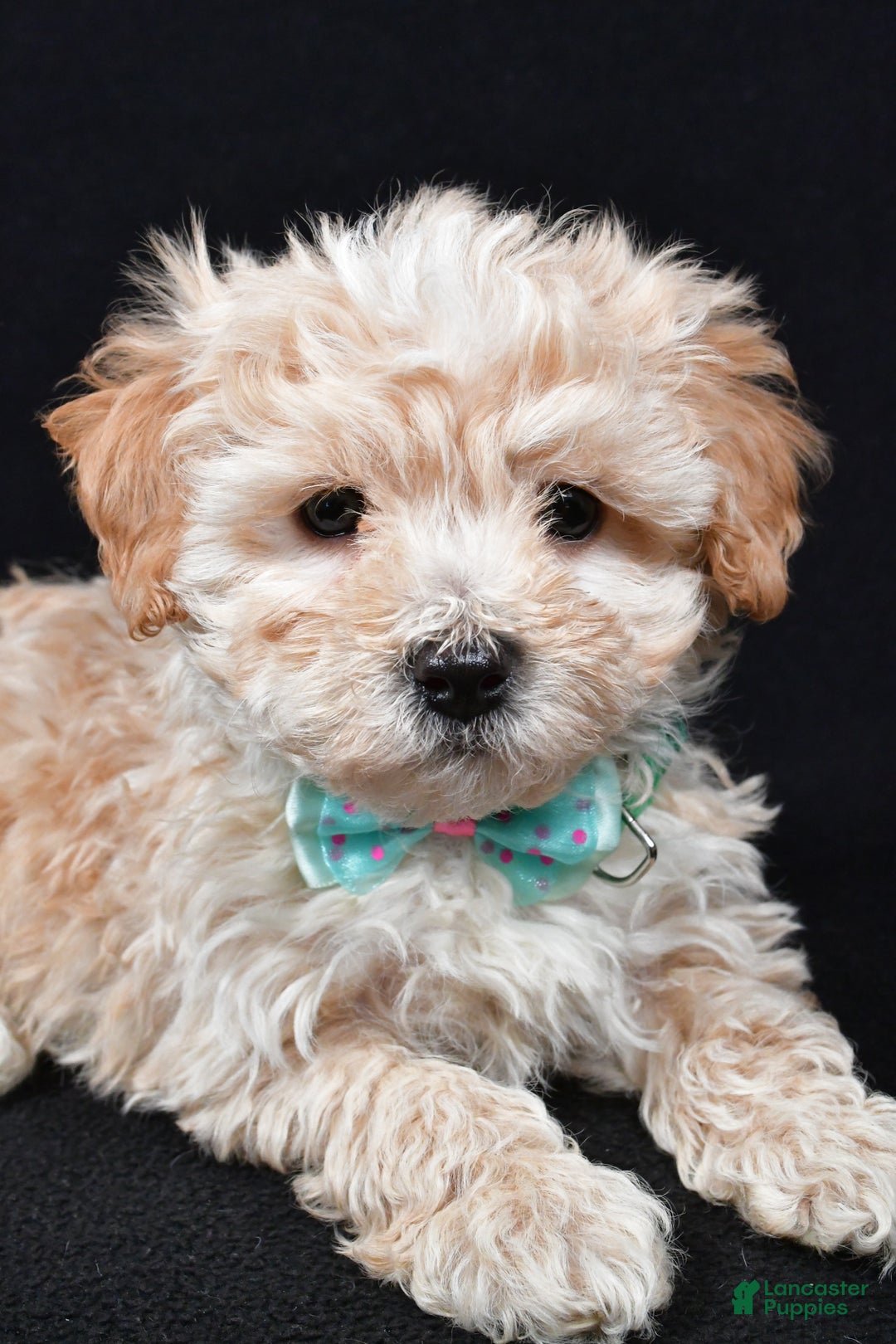 Maltipoo dogs for sale: Valor - Ad 3